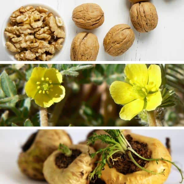 Noci, fiori gialli e radici di piante aromatiche.