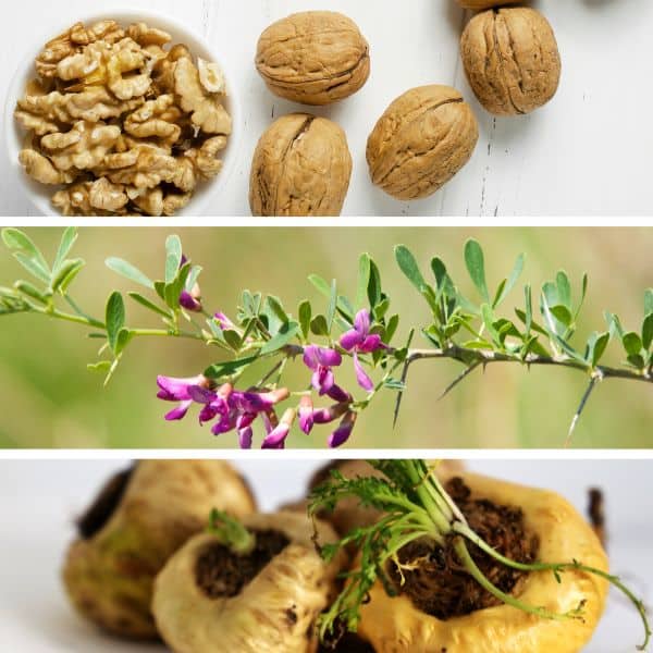 Noci e piante aromatiche per il giardino di erbe.