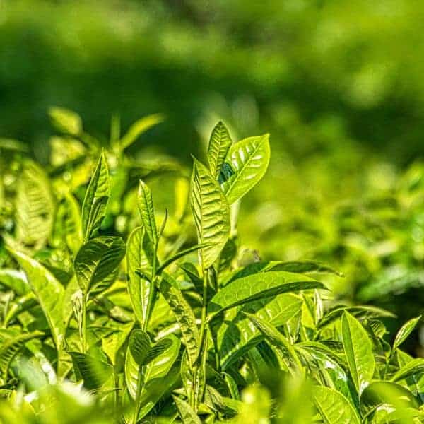 Pianta di tè verde con foglie lucide e giovani germogli.