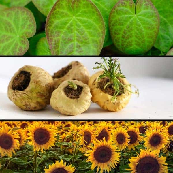 Piante di erbe, radici e girasoli per il giardino di erbe.