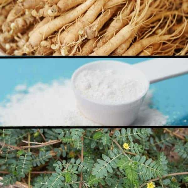 Radici di ginseng, polvere di ginseng e pianta di ginseng.